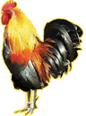 Con Ga Moi logo